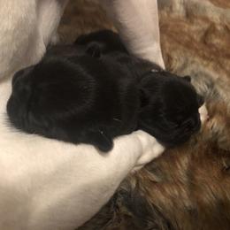 French Bulldog Puppies from Amanda Kreeft