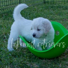 Golden Retriever Puppies from Lakemist Retrievers