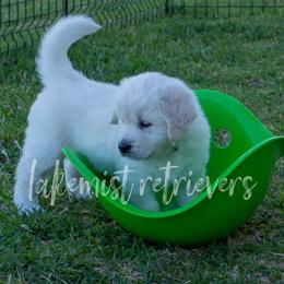 Golden Retriever Puppies from Lakemist Retrievers