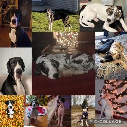 Great Dane Puppies from Cook’s Gentle Giants