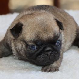 Hazel - Fawn female Pug puppy in Winnsboro, Texas from Southern pugs