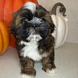 Winnie - Chocolate female Shih Tzu puppy in Bullhead City, Arizona from Arizona Shih Tzu Land