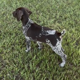 Clementine - Liver roan female German Shorthaired Pointer puppy in Georgia from CMC Farms