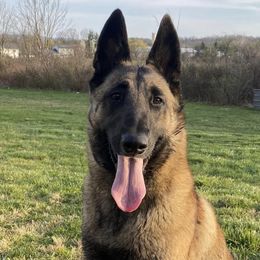 Belgian Malinois from Helsel's Belgian Malinois