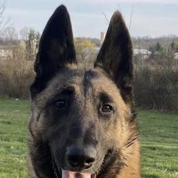 Belgian Malinois from Helsel's Belgian Malinois