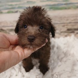 Miniature Schnauzer, Poodle, Schnoodle, and Whoodle Puppies from Kaleidoscope Kennels