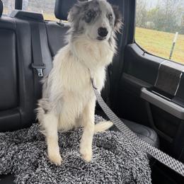 Dash - Border Collie
