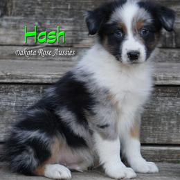 Hash - Blue merle male Australian Shepherd puppy in Burbank, South Dakota from Dakota Rose Aussies