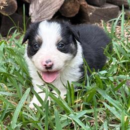 Corporal Garcia - Black and white male Border Collie puppy in Mckinney, Texas from Border Collies of Ruidoso