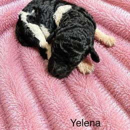 Yelena - Parti female Poodle puppy in Washington, Pennsylvania from Patriotic Poodles