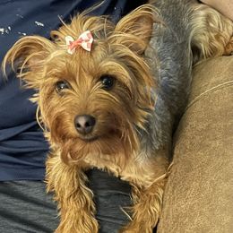 Pumpkin - Yorkshire Terrier