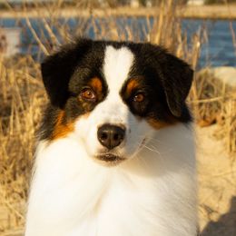 Justice (CHAMPION AKC, AKA “Big Boy”, a big, handsome marshmallow) - Australian Shepherd