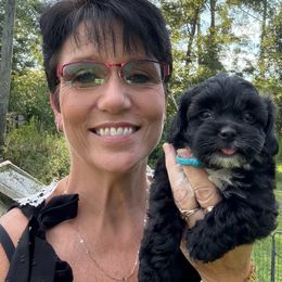 Shihpoo puppies from Pat’s precious puppies