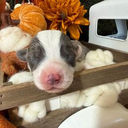 Ash - Blue male Pembroke Welsh Corgi puppy in Paxton, Illinois from McGovern Family Corgis