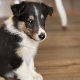 Boy 1 Bo - Black white and tan male Collie puppy in Newcastle, Wyoming from Wykota 7K Scottish Collies