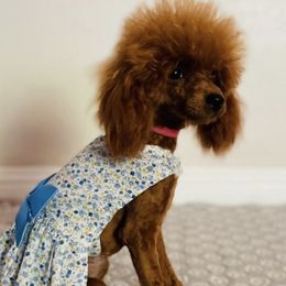 Poodles from Diamond Poodles