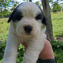 Chardon - Brown and white female Saint Bernard puppy in Kinsman, Ohio from Coleman Saint Bernards of Ohio
