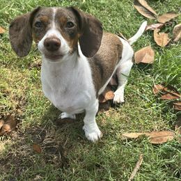 Hazelnut - Dachshund