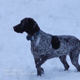 Cheesy Poof - German Shorthaired Pointer