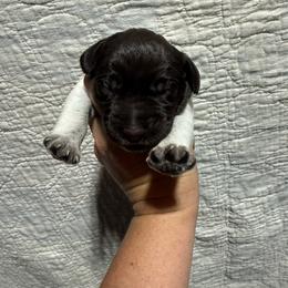 Braeburn - Liver and white male German Wirehaired Pointer puppy in Mora, Minnesota from Reinberg Kennel