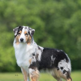 Australian Shepherds from Boujee Aussies