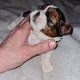 Girl 1 - Black and white female Shih Tzu puppy in Bethlehem, Pennsylvania from Cinnamon's Shih Tzus