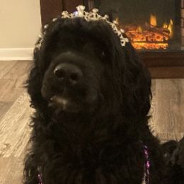 Portuguese Water Dogs from Pastor dePeixes
