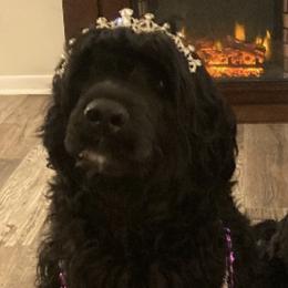Portuguese Water Dogs from Pastor dePeixes