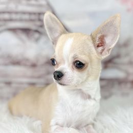 Mila - Chihuahua