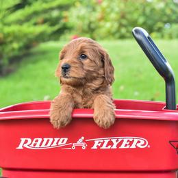 Goldendoodle Puppies from OodlesODoodles