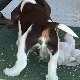English Springer Spaniel Puppies from Silly Springers