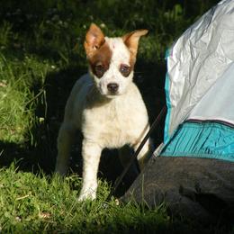 Australian Cattle Dog and Chihuahua Puppies from Cherished Chihuahuas