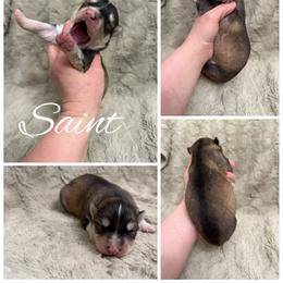 Saint - Sable and white male Siberian Husky puppy in London, Ohio from Rose Trail Siberian’s