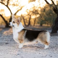 Gem - Pembroke Welsh Corgi
