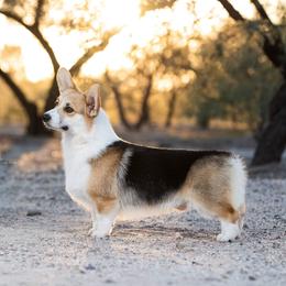 Gem - Pembroke Welsh Corgi