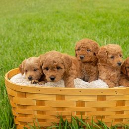 Goldendoodle puppies from Posh Puppies
