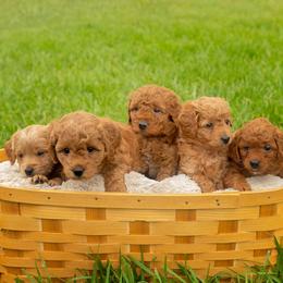 Goldendoodle puppies from Posh Puppies