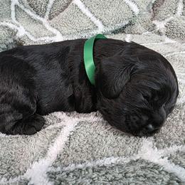 Link - Black male Cocker Spaniel puppy in Fresno, California from Carvajal Cockers