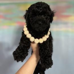 Mr.Grinch - Black male Cockapoo puppy in Deming, Washington from Heavenly Puppies to Love