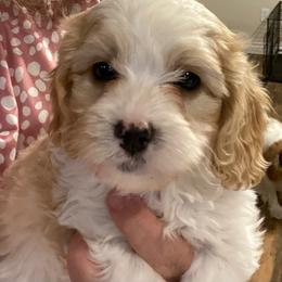 Tiny - Blenheim male Cavapoo puppy in Mesa, Arizona from Bubble-ishous Cavaliers, Cavapoos and Portadoodles