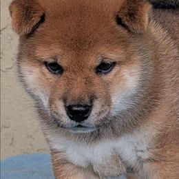 Rudo - Red male Shiba Inu puppy in Oceanside, California from Wagashiken