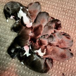 Boy 1 - male Border Collie puppy in Shelbyville, Tennessee from C Horns Ranch Border Collies