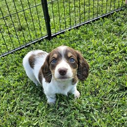 Girl 1 - Chocolate and tan female Dachshund puppy in Elk River, Minnesota from Darling Doxies