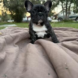 French Bulldog Puppies from Fair Towne Frenchies