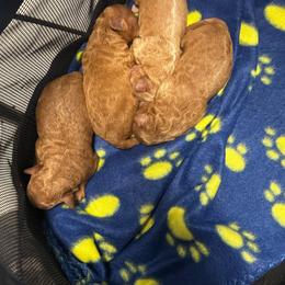 Boy 2 - Red  male Poodle puppy in Fredericktown, Missouri from Ellie & Co. Doodles and Poodles
