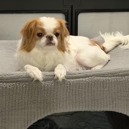 Japanese Chin Puppies from CindyLynnsChins
