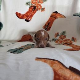 Rusty - Piebald male Dachshund puppy in Borger, Texas from Panhandle CKC Dachshunds