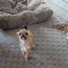 Camellia of Oakview Farm - Fawn female Chihuahua puppy in Waycross, Georgia from OakView Farm Chihuahuas FB