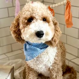 Hudson - Goldendoodle