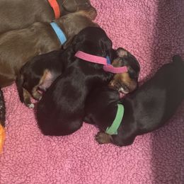 Dachshund Puppies from With Love From Maggie